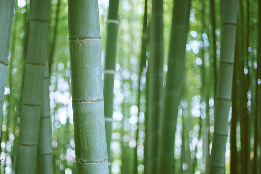 Bambu: o material que cresce 90 cm por dia e ainda pode substituir o aço